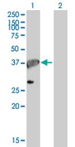 APEX1 Polyclonal Antibody, MaxPab™