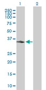 APEX1 Antibody in Western Blot (WB)
