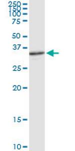 APEX1 Polyclonal Antibody, MaxPab™