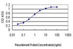 BIRC5 Antibody in ELISA (ELISA)