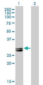 APOA1 Antibody in Western Blot (WB)