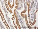 APOA4 Polyclonal Antibody, MaxPab™