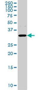 AQP8 Antibody in Western Blot (WB)