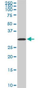 AQP8 Antibody in Western Blot (WB)