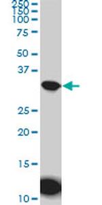 AQP8 Antibody in Western Blot (WB)