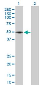 APOH Polyclonal Antibody, MaxPab™