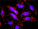 FAS Antibody in Proximity Ligation Assay (PLA) (PLA)