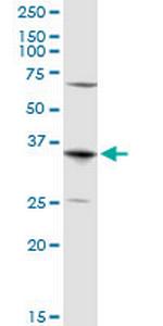 AQP7 Polyclonal Antibody, MaxPab™