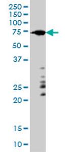 ARAF Monoclonal Antibody (6H6)