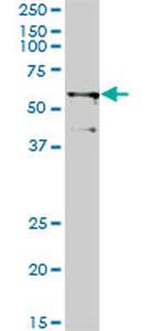 TRIM23 Monoclonal Antibody (2H4)