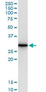 AREG Monoclonal Antibody (3E4)
