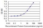 RND3 Antibody in ELISA (ELISA)