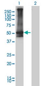 ARRB2 Monoclonal Antibody (3G1)