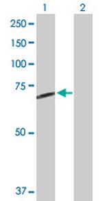 STS Polyclonal Antibody, MaxPab™