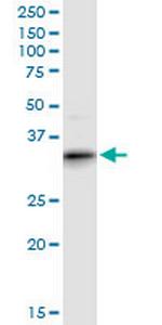 ART4 Polyclonal Antibody, MaxPab™