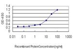 ASCL1 Antibody in ELISA (ELISA)