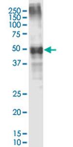 ASGR1 Antibody in Western Blot (WB)