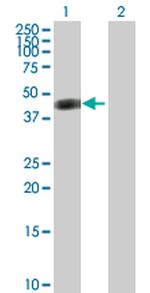 ASL Polyclonal Antibody, MaxPab™