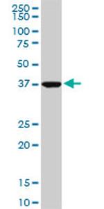 ASNA1 Monoclonal Antibody (5A3)