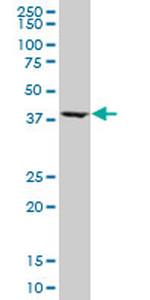ASNA1 Antibody in Western Blot (WB)