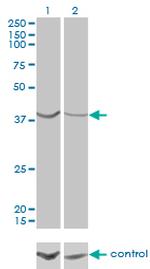 ASNA1 Antibody in Western Blot (WB)
