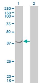 ASNA1 Antibody in Western Blot (WB)