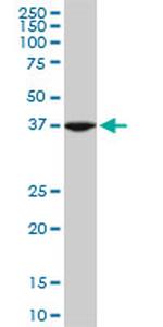 ASNA1 Antibody in Western Blot (WB)