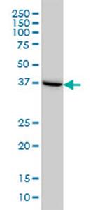 ASNA1 Antibody in Western Blot (WB)