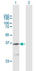ATF1 Antibody in Western Blot (WB)