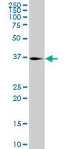 ATF1 Antibody in Western Blot (WB)