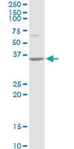 ATF1 Antibody in Western Blot (WB)