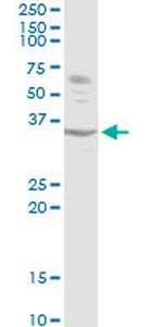 ATF1 Antibody in Western Blot (WB)