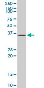 ATF1 Antibody in Western Blot (WB)