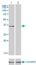 ATF1 Antibody in Western Blot (WB)
