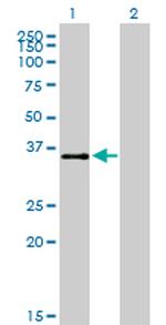 ATF1 Antibody in Western Blot (WB)