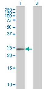 ATF3 Polyclonal Antibody, MaxPab™