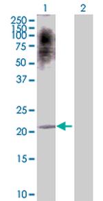 ATF3 Polyclonal Antibody, MaxPab™