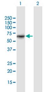 ATIC Polyclonal Antibody, MaxPab™