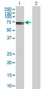 ATIC Polyclonal Antibody, MaxPab™