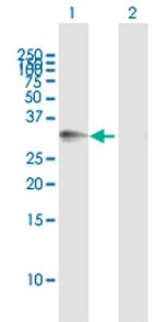 ATP1B3 Polyclonal Antibody, MaxPab™