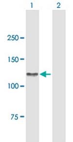 AXL Polyclonal Antibody, MaxPab™