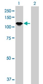 AXL Antibody in Western Blot (WB)