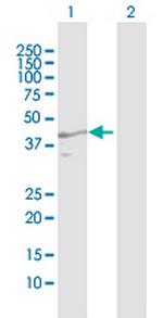 AZGP1 Polyclonal Antibody, MaxPab™
