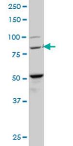 BACH1 Monoclonal Antibody (1B8)