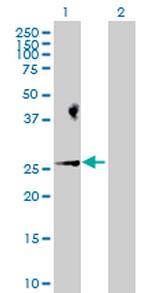 BAD Polyclonal Antibody, MaxPab™