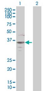 BAG1 Polyclonal Antibody, MaxPab™