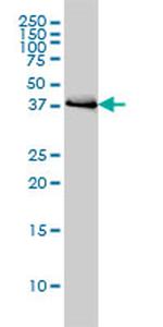 BAG1 Antibody in Western Blot (WB)
