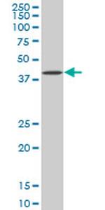BAG1 Antibody in Western Blot (WB)