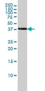 BAG1 Antibody in Western Blot (WB)