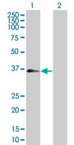 BCL2L1 Antibody in Western Blot (WB)